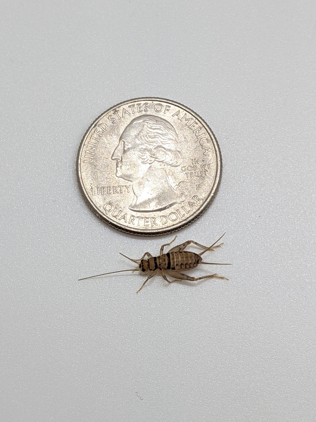 Live Banded Feeder Crickets in Half-Inch Size, Vented Travel Box and Five Quantity Counts for Reptiles source image 5