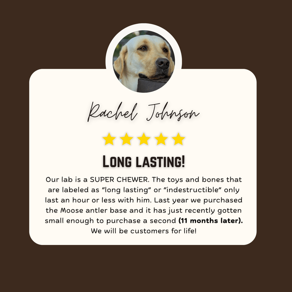 Moose Antler Base Dog Chew for Extreme Power Chewers, Dense Single-Piece Treat in Three Weight-Based Sizes source image 5