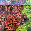 Live Ludwigia Aquarium Plant, Super Red Mini Variety with Compact Crimson Foliage for Nano Aquascapes source image 5