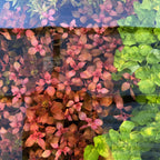 Live Ludwigia Aquarium Plant, Super Red Mini Variety with Compact Crimson Foliage for Nano Aquascapes source image 5