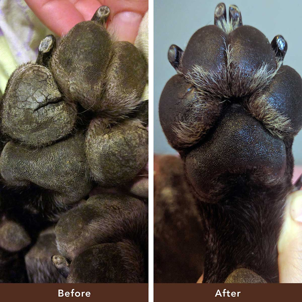 Moisturizing Dog Paw Balm for Dry Rough Pads and Everyday Paw Protection and Comfort During Walks product image 5
