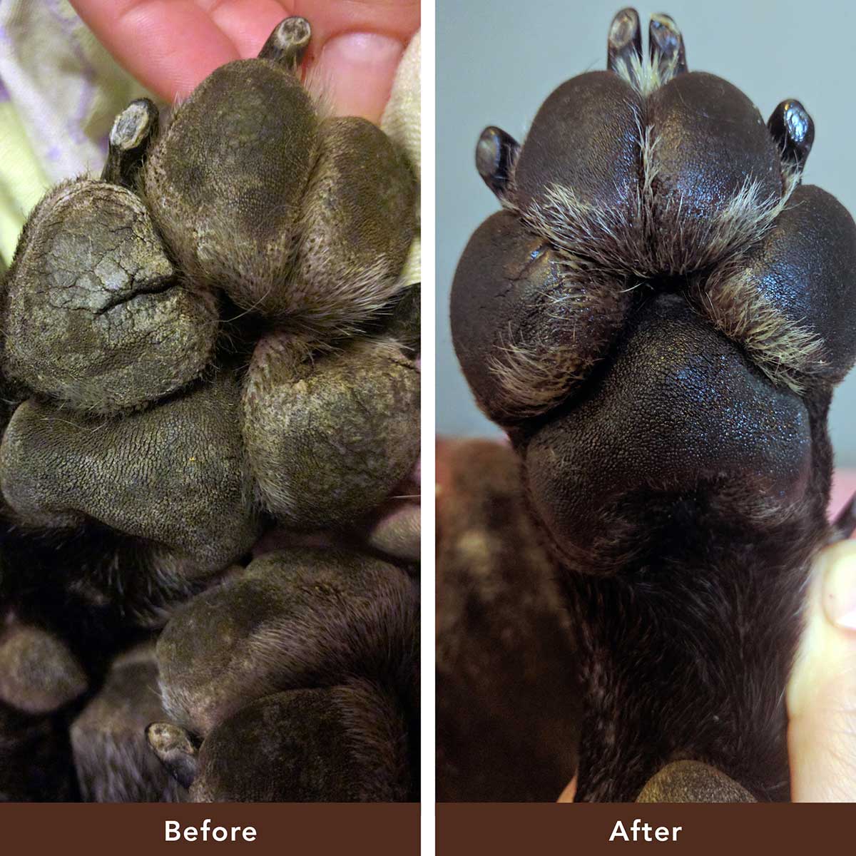 Moisturizing Dog Paw Balm for Dry Rough Pads and Everyday Paw Protection and Comfort During Walks product image 5