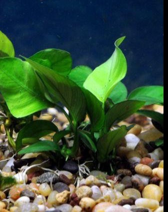 Live Anubias Barteri Aquarium Plant product image 5