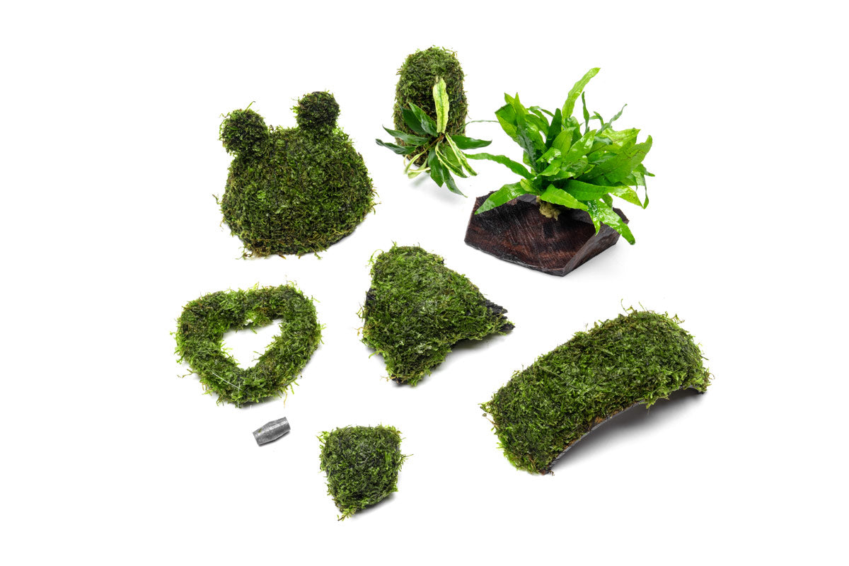 Christmas Moss Coconut Aquarium Bridge product image 5