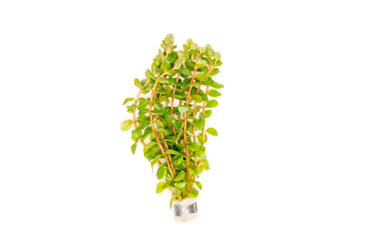 Red Rotala Aquarium Stem Plant product image 5