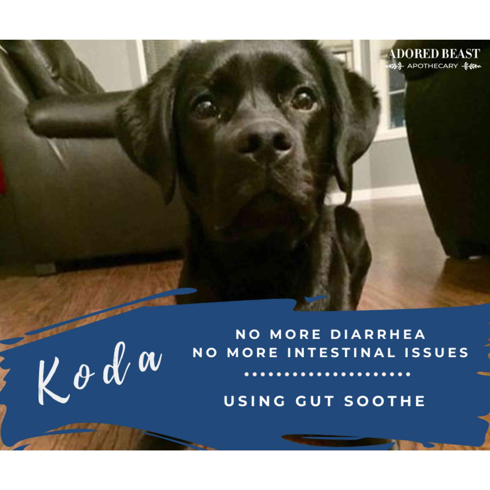 Dog Prebiotic and Probiotic Powder product image 5