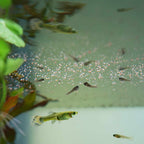 High-Protein Fry and Small Fish Food product image 5
