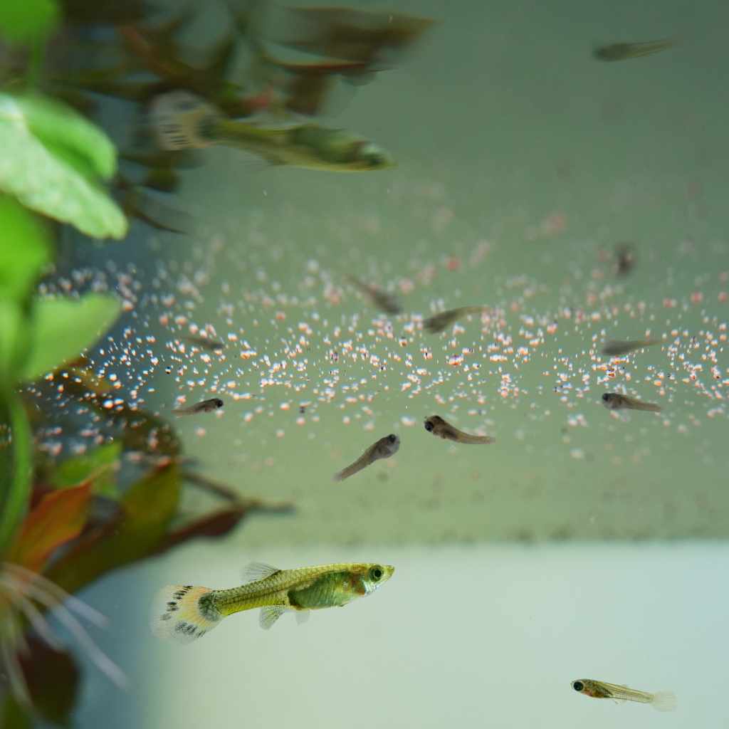 High-Protein Fry and Small Fish Food product image 5