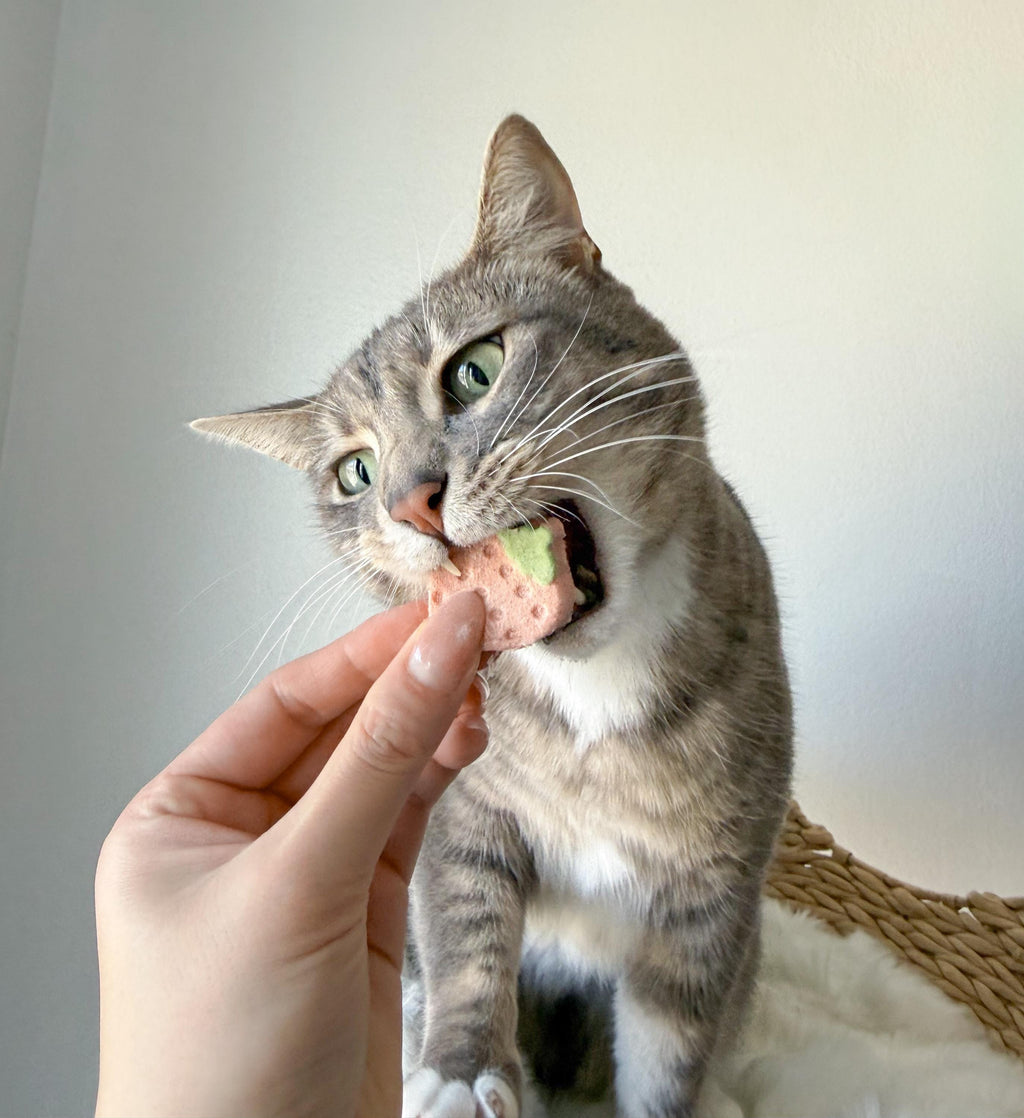 Freeze-Dried Strawberry Yogurt Pet Treats product image 5