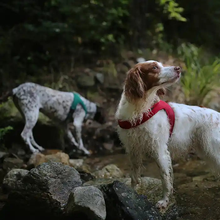 Lightweight Air Mesh Dog Harness product image 5