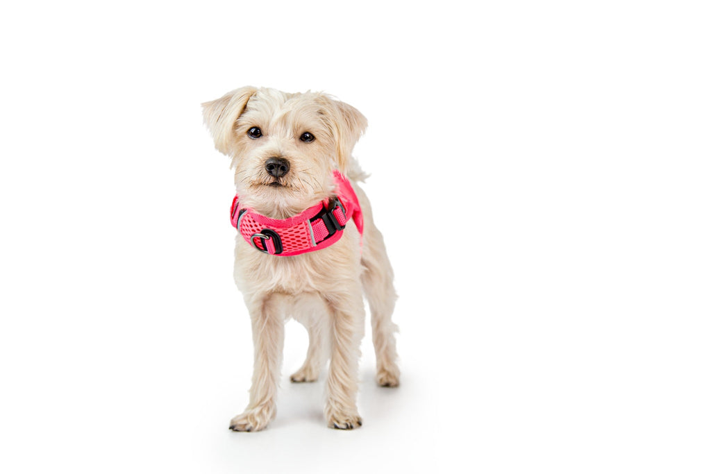 Martingale Dog Harness product image 5