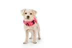 Martingale Dog Harness product image 5