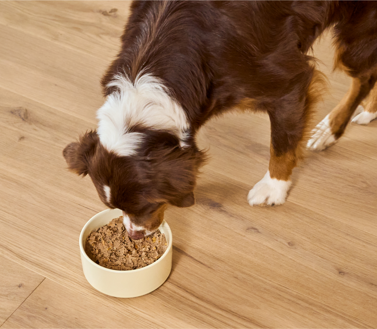 Puppy Pate Wet Dog Food product image 5