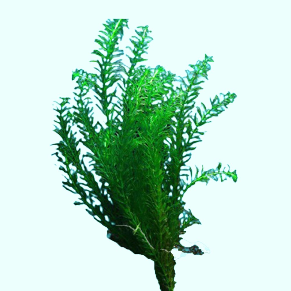 Live Anacharis Aquarium Plant product image 5