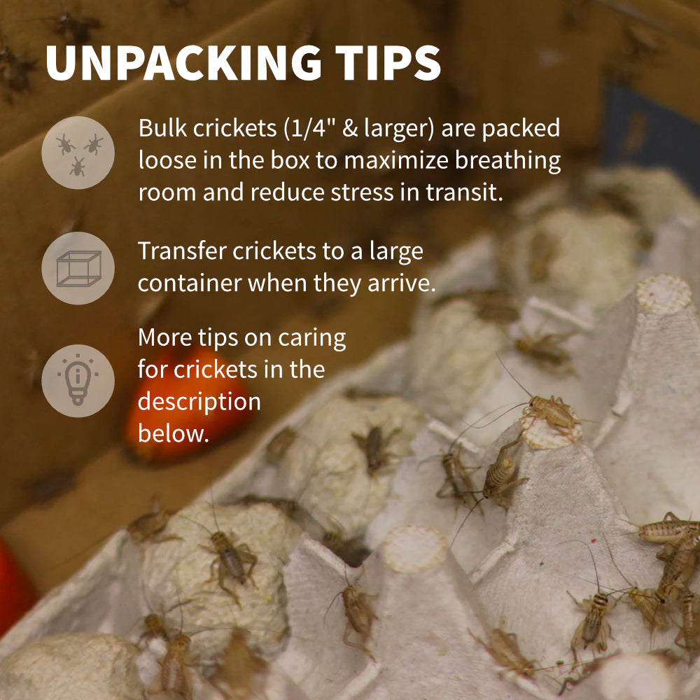Live Feeder Crickets product image 5