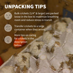 Live Feeder Crickets product image 5