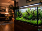 Live Aquarium Plant product image 5