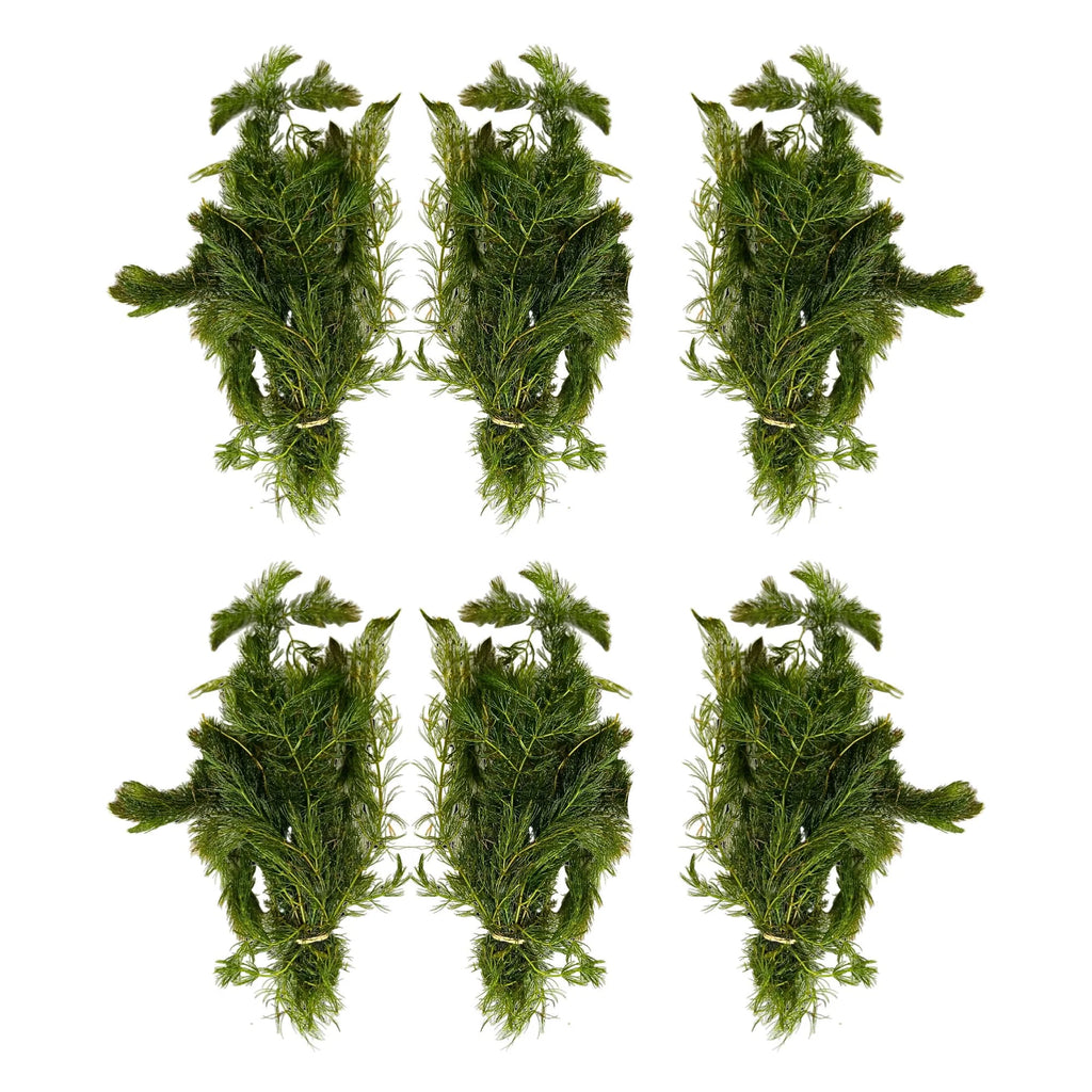 Aquatic Plants product image 5