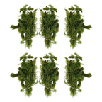 Aquatic Plants product image 5
