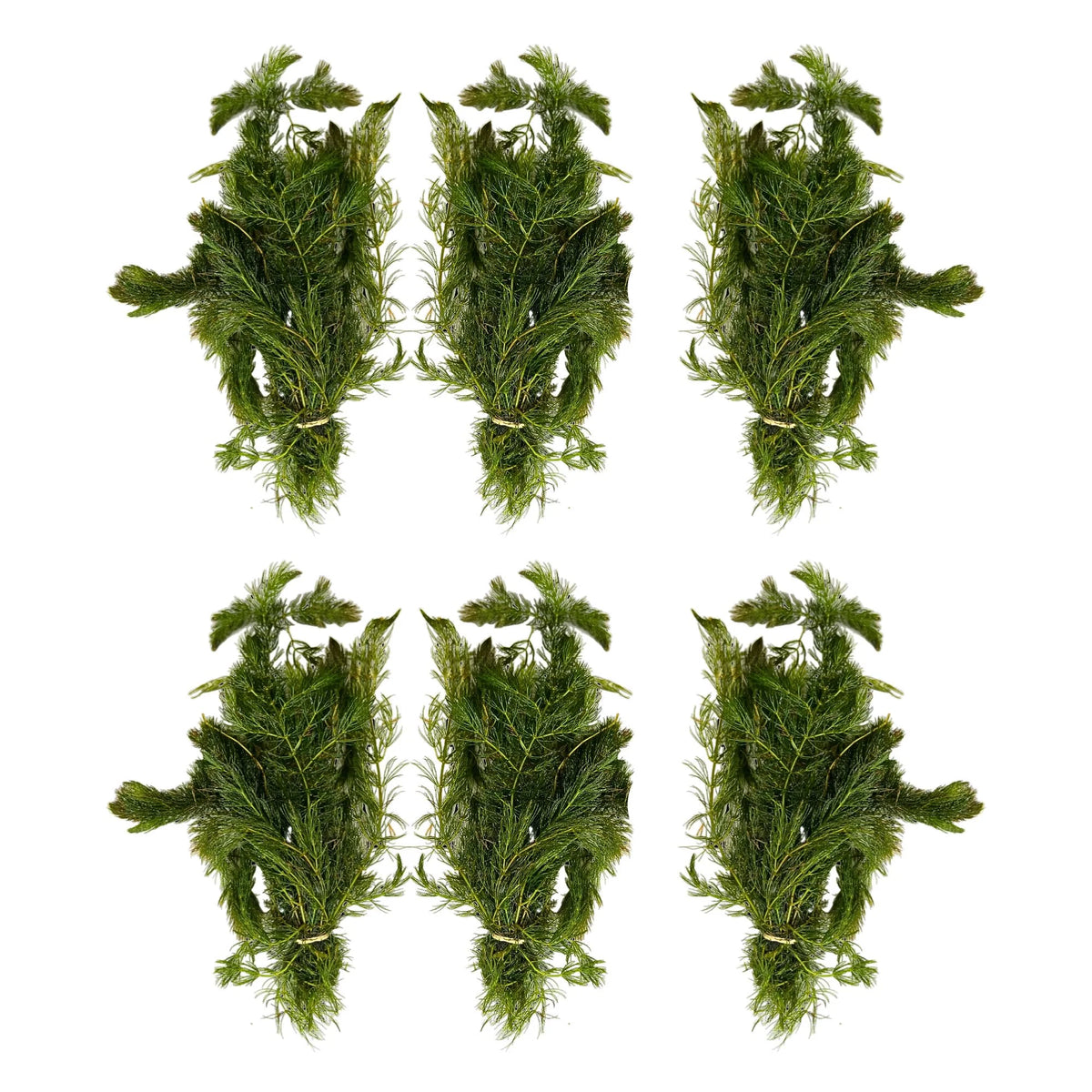 Aquatic Plants product image 5
