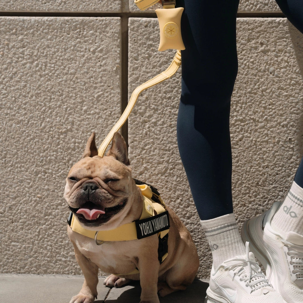 Bungee Dog Leash product image 5