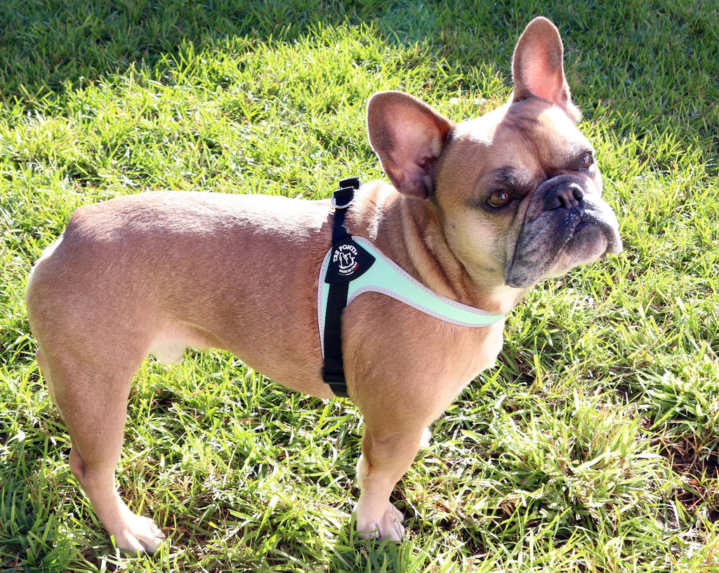 Pet Harness product image 5