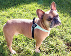 Pet Harness product image 5