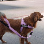 Dog Leash product image 5