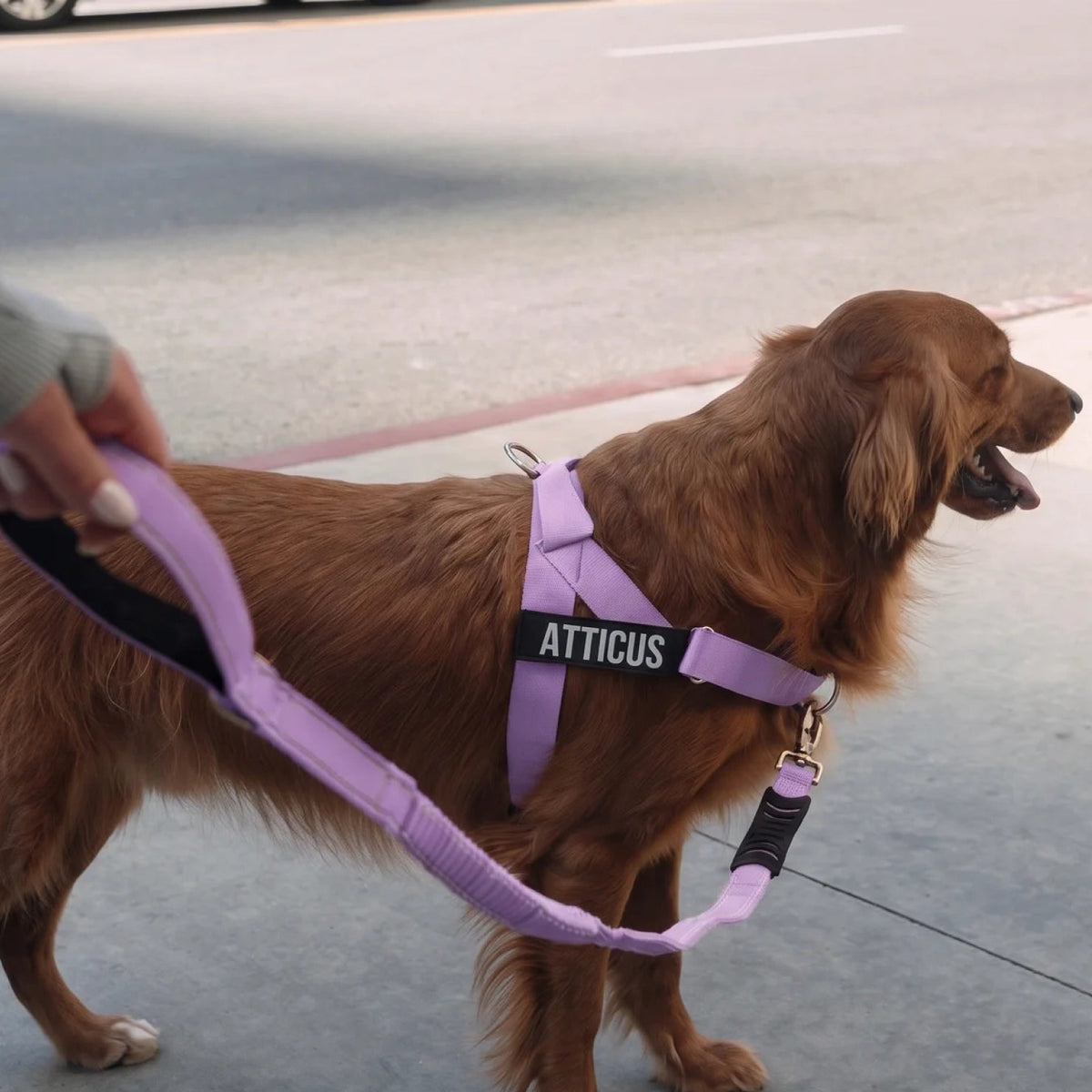 Dog Leash product image 5
