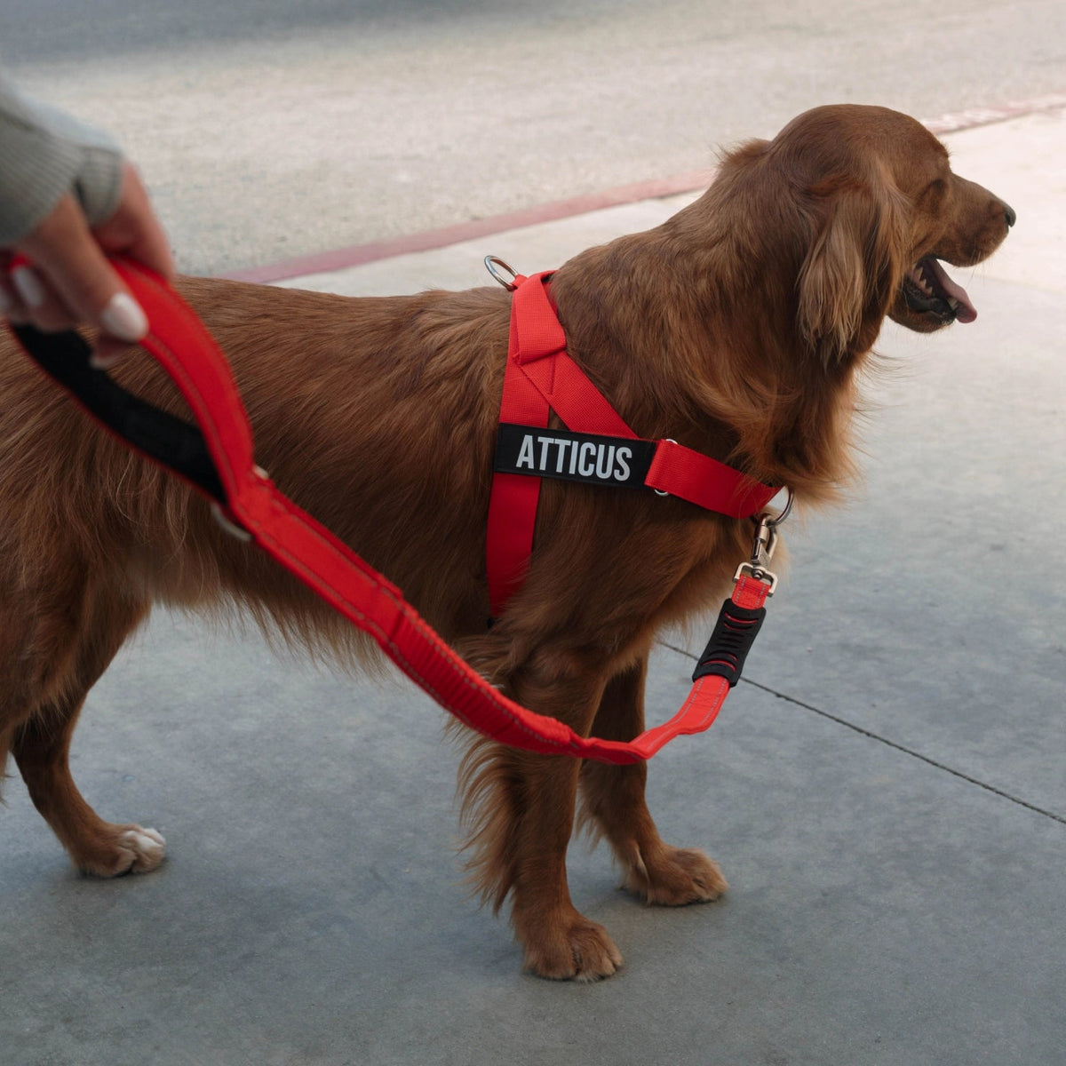 Bungee Dog Leash product image 5