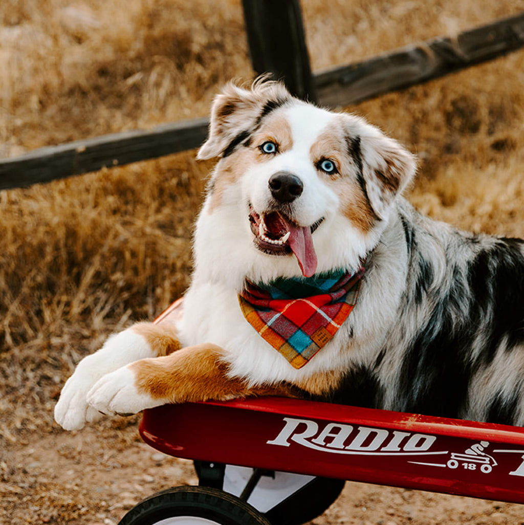 Dog Bandana product image 5