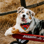 Dog Bandana product image 5