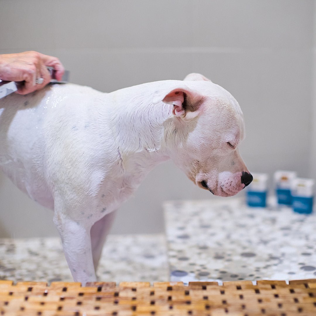 Dog Soap product image 5
