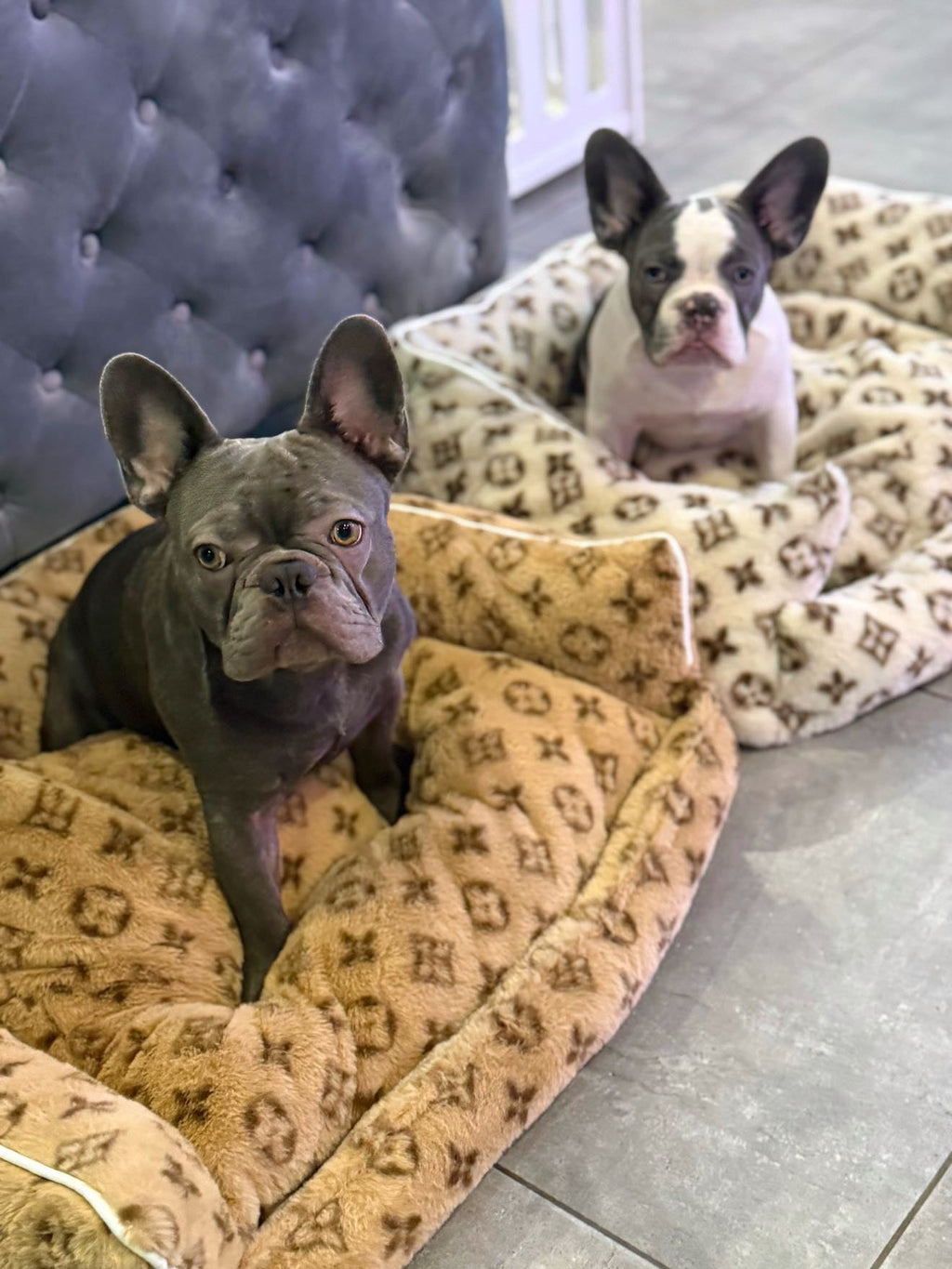 Dog Bed product image 5