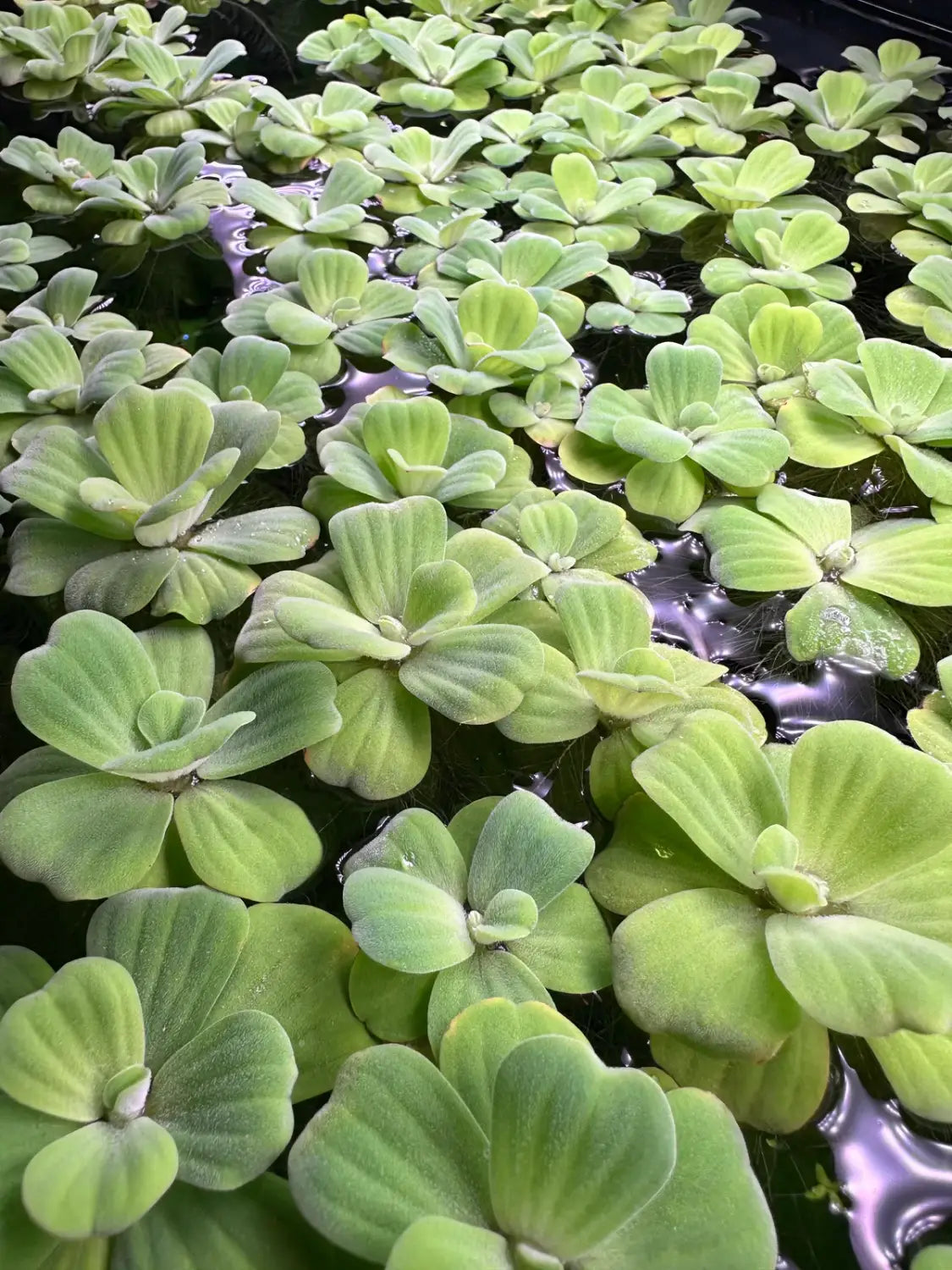 Live Aquarium Plants product image 5