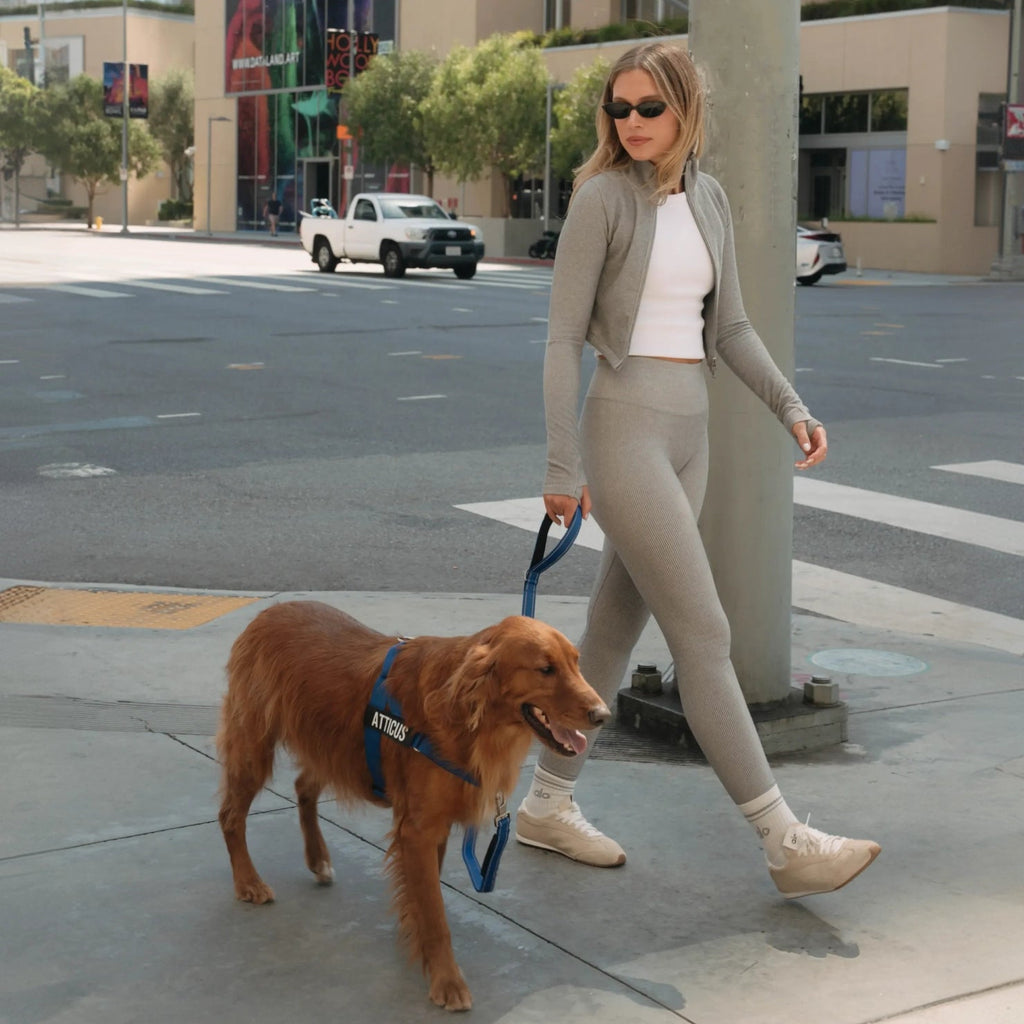 Bungee Dog Leash product image 5