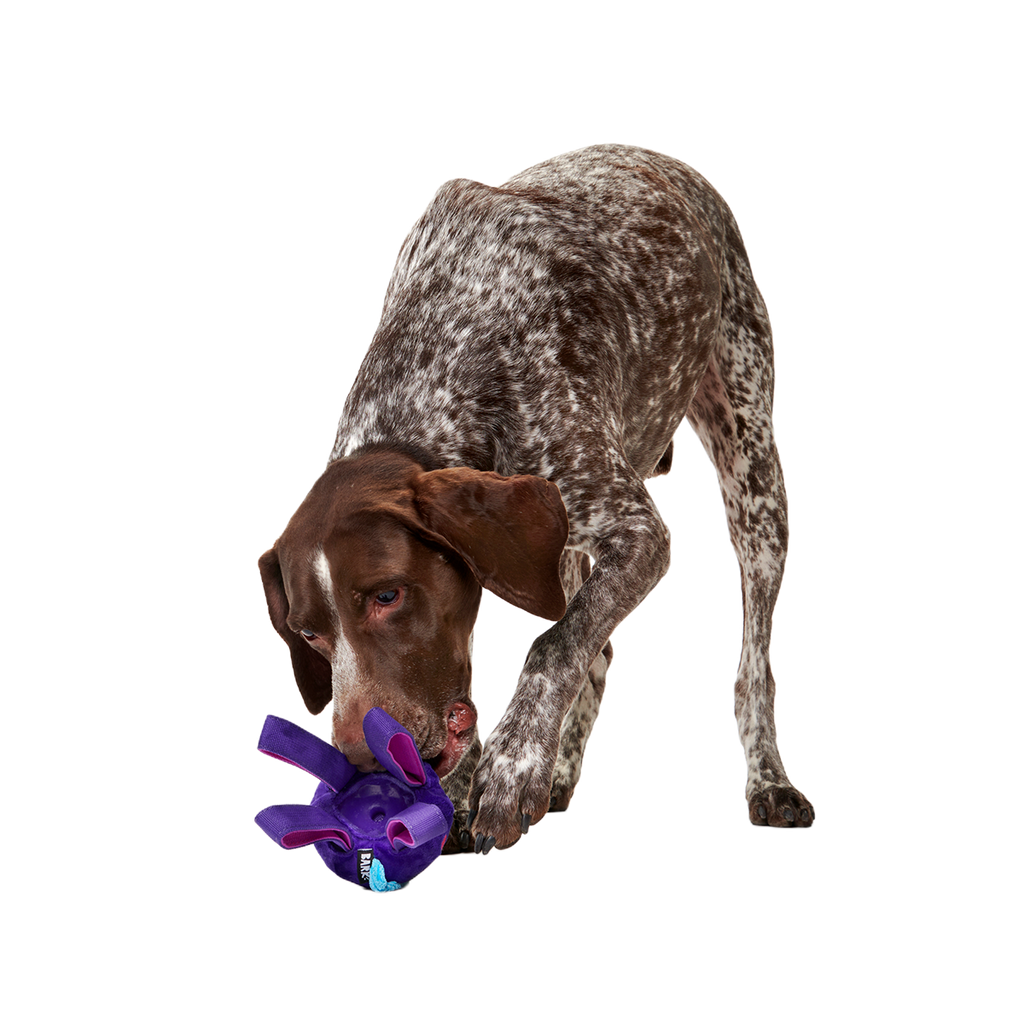 Two-Layer Tug Dog Toy product image 5