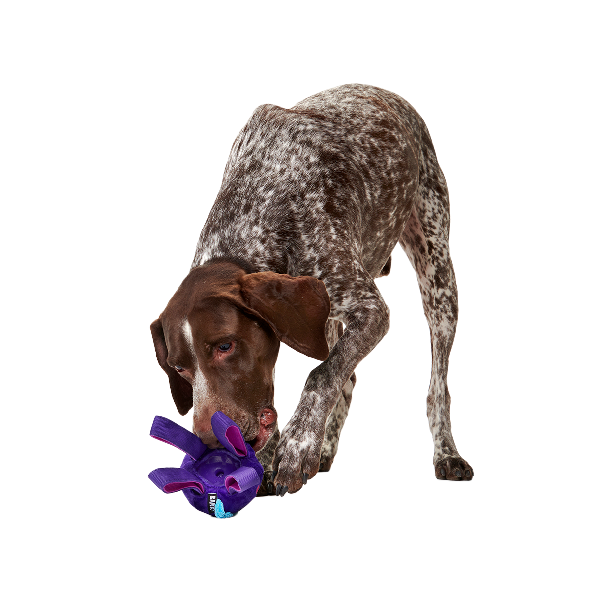 Two-Layer Tug Dog Toy product image 5