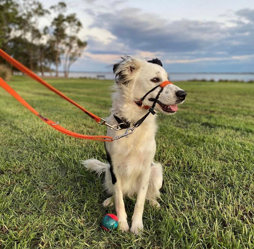 Double Ended Dog Lead product image 5