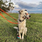 Double Ended Dog Lead product image 5