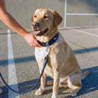 Tactical Dog Collar product image 5