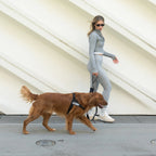Bungee Dog Leash product image 5