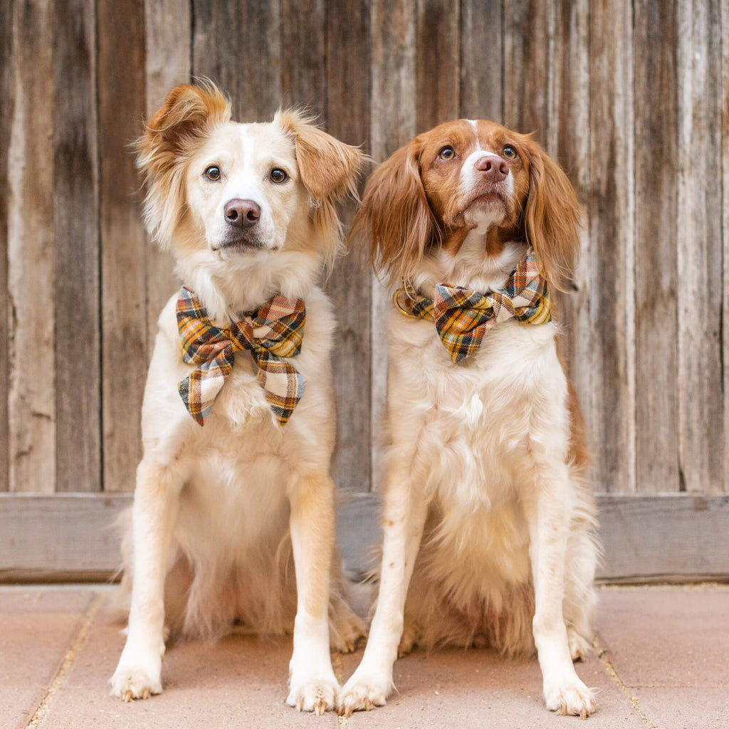 Dog Collar product image 5