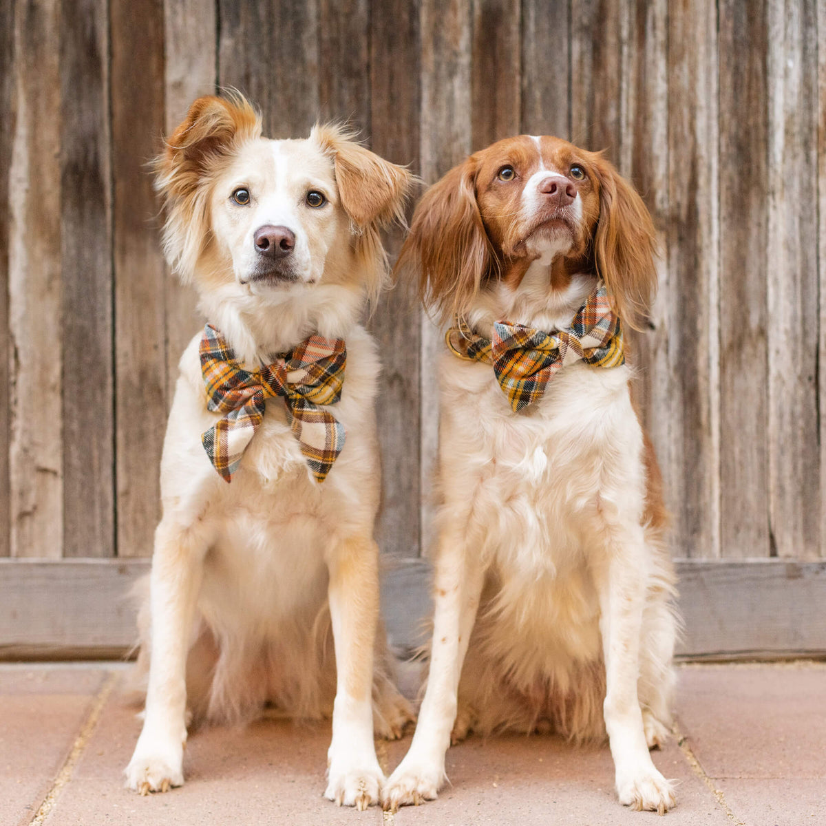 Dog Collar product image 5