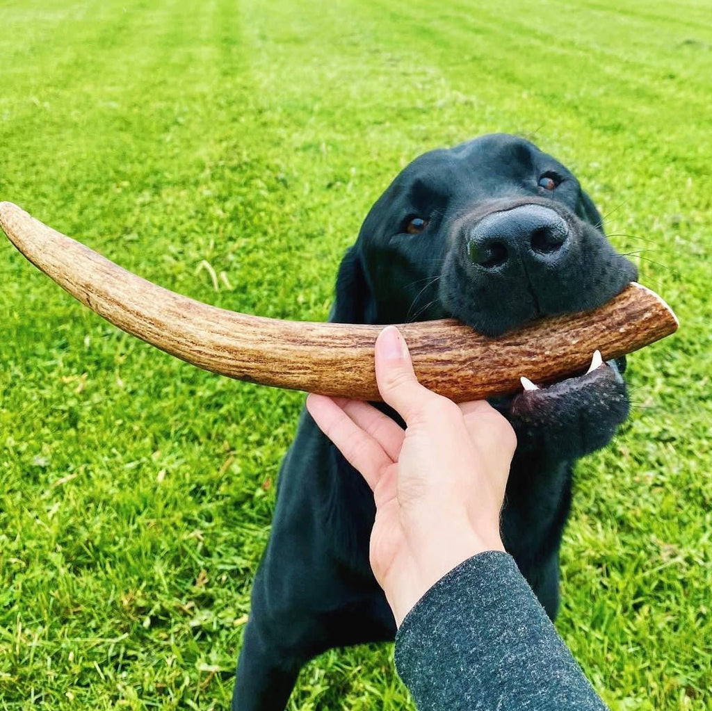 Moose Antler Dog Chew product image 5