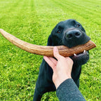 Moose Antler Dog Chew product image 5