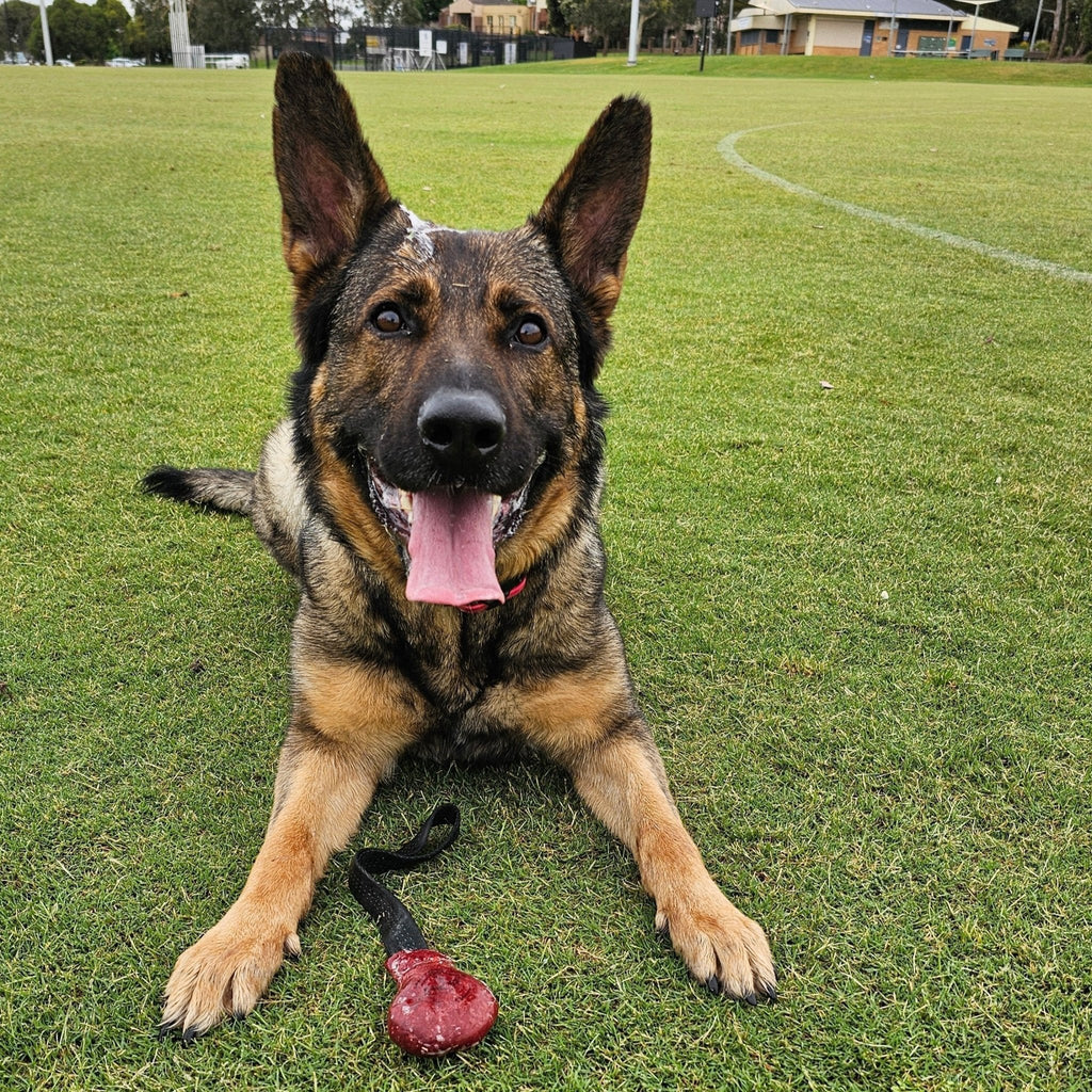 Dog Tug Toy product image 5