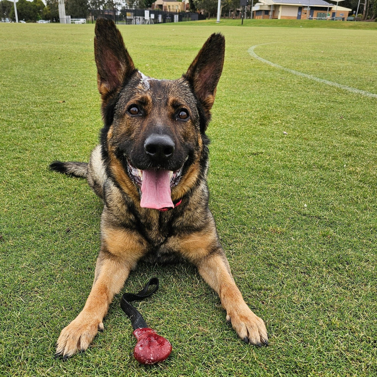 Dog Tug Toy product image 5