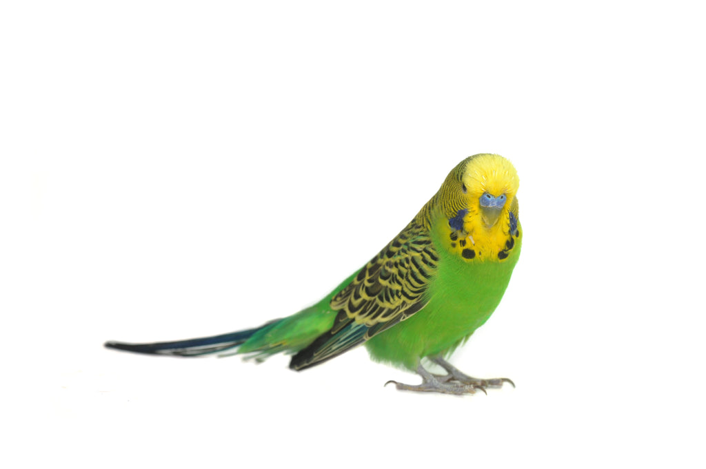 Parrot Food Pellets product image 5