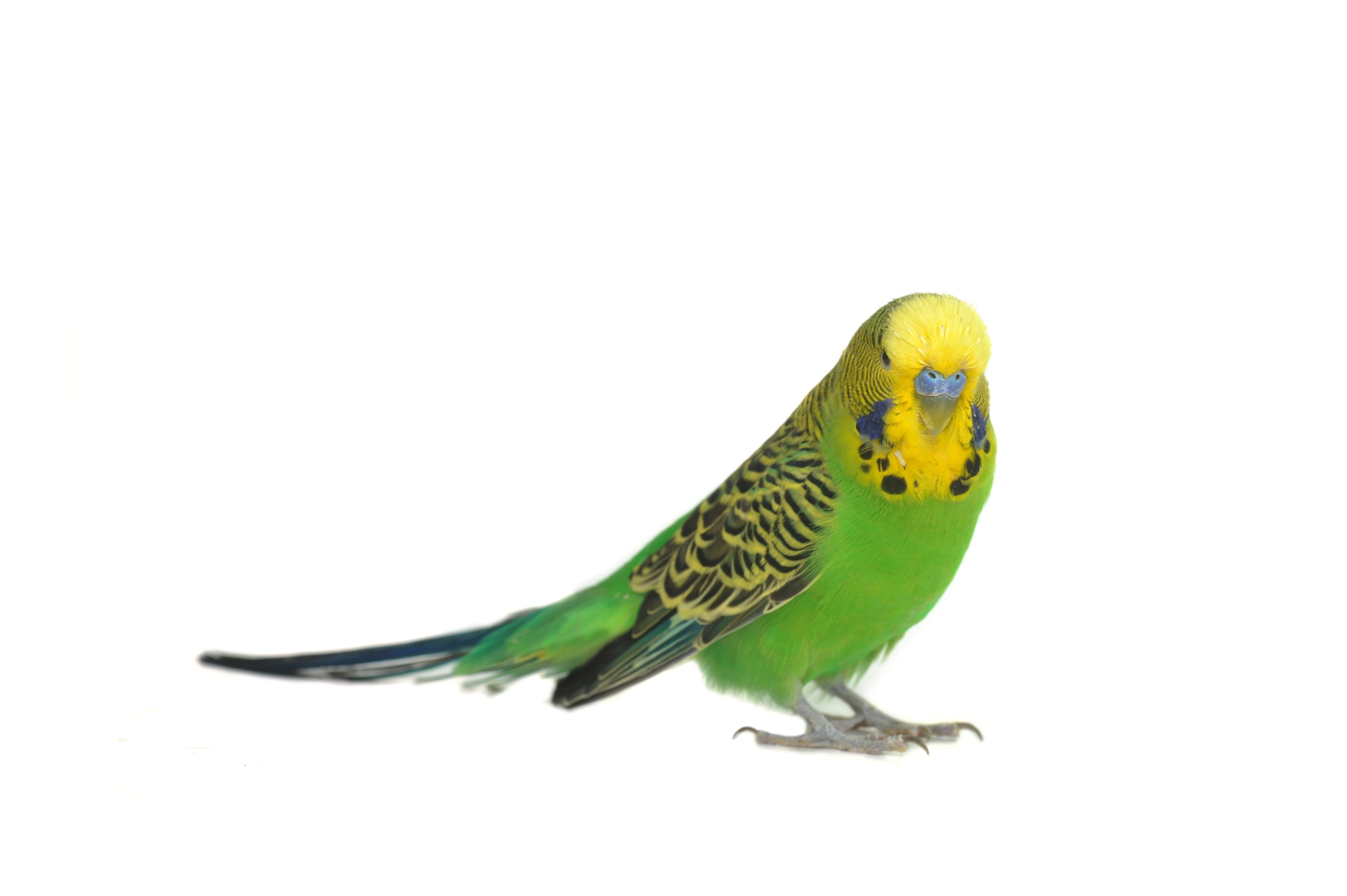 Parrot Food Pellets product image 5
